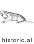 Illustration of a Wild Pocket Gopher - Black and White by Picsburg