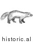Illustration of a Wild Wolverine - Black and White by Picsburg
