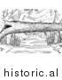Illustration of Mink Traps Beside Log over a River - Black and White by JVPD