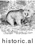 Illustration of Trees Behind Grizzly Bear - Black and White by Picsburg