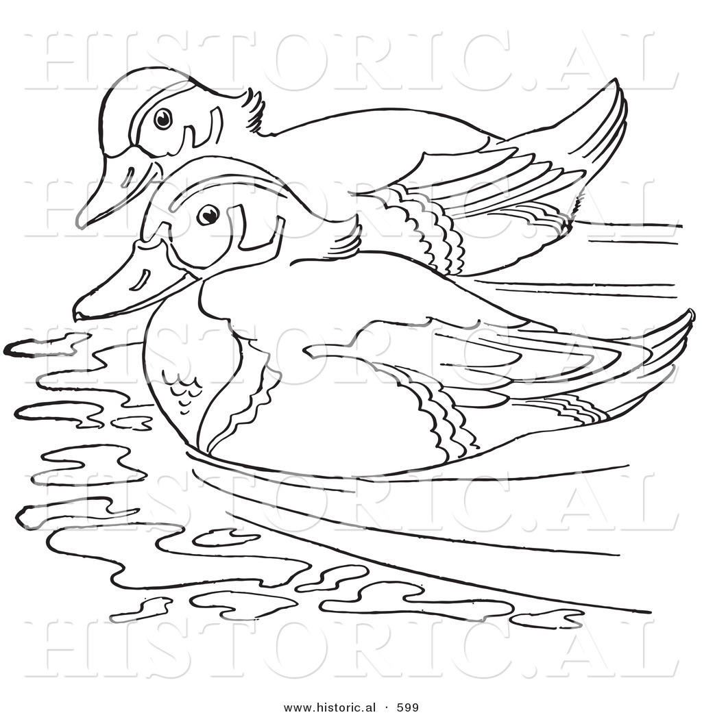 Historical Vector Illustration of 2 Wood Ducks Swimming