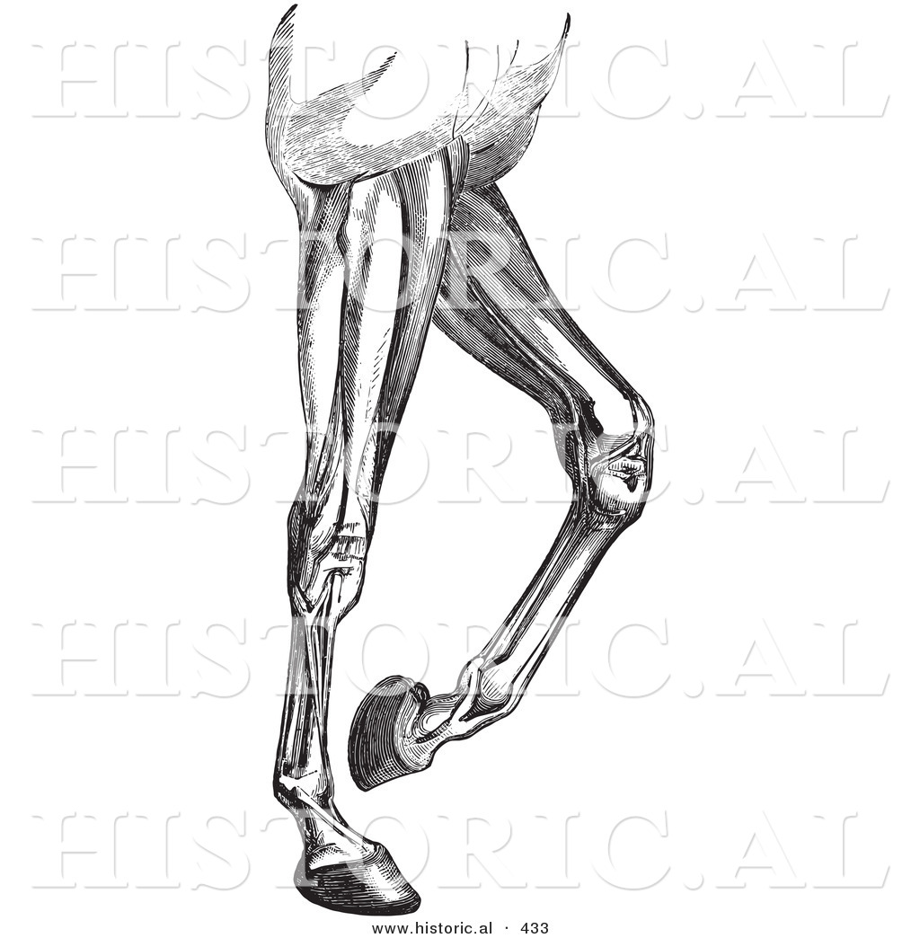 Leg Bone Diagram : Front Leg Anatomy - Anatomy Diagram Book ...