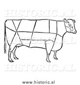 January 19th, 2014: Clipart of a Cow with Beef Cuts Outlined - Black and White Drawing by Al