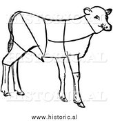 January 14th, 2014: Clipart of Lamb Showing Cuts of Veal by Al