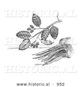 Historical Illustration of a Adler Sadleria Plant - Black and White Version by Al