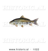 Historical Illustration of a Bigmouth Buffalo Fish (Ictiobus Cyprinellus) by Al