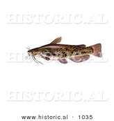 Historical Illustration of a Brown Bullhead Catfish (Ameiurus Nebulosus) by Al