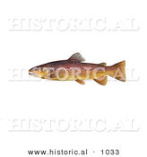 Historical Illustration of a Brown Trout Fish (Salmo Trutta) by Al