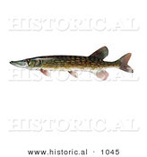 Historical Illustration of a Chain Pickeral Fish (Esox Niger) by Al