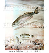 Historical Illustration of a Channel Bass Fish Underwater by Al