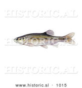 Historical Illustration of a Creek Chub Minnow Fish (Semotilus Atromaculatus) by Al