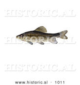 Historical Illustration of a Creek Chubsucker Fish (Erimyzon Oblongus) by Al