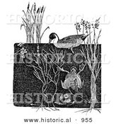 Historical Illustration of a Dabbler and Diving Ducks - Black and White Grayscale Version by Al