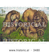 July 16th, 2013: Historical Illustration of a Family of Lions in Grass with Babies by Al
