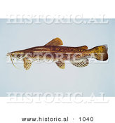 Historical Illustration of a Flathead Catfish (Pylodictis Olivaris) by Al