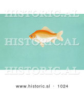 Historical Illustration of a Goldfish (Carassius Auratus) by Al