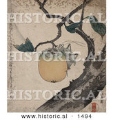 Historical Illustration of a Grasshopper Clinging to and Eating a Persimmon Fruit on a Tree by Al