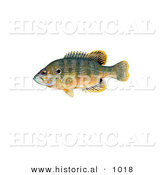 Historical Illustration of a Green Sunfish (Lepomis Cyanellus) by Al