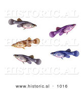 Historical Illustration of a Group of Swimming a Mosquitofish (Gambusia Affinis) by Al