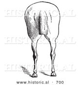 Historical Illustration of a Horse's Anatomy Featuring Bad Hind Quarters from the Rear - Black and White Version by Al