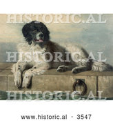 July 16th, 2013: Historical Illustration of a Large Landseer Newfoundland Dog Lying on Cement near Water by Al