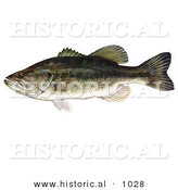 Historical Illustration of a Largemouth Bass Fish (Micropterus Salmoides) by Al