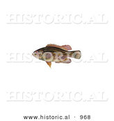 Historical Illustration of a Mud Sunfish (Acantharchus Pomotis) by Al