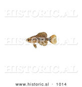 Historical Illustration of a Pygmy Sunfish (Elassoma Sp) by Al