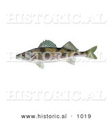 Historical Illustration of a Sauger Fish (Stizostedion Canadense) by Al