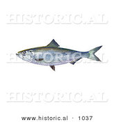 Historical Illustration of a Skipjack Herring Fish (Alosa Chrysochloris) by Al