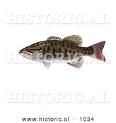 Historical Illustration of a Smallmouth Bass Fish (Micropterus Dolomieu) by Al
