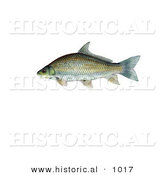 Historical Illustration of a Smallmouth Buffalo Fish (Ictiobus Bubalus) by Al