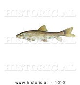 Historical Illustration of a Spotted Sucker Fish (Minytrema Melanops) by Al