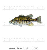 Historical Illustration of a Suwannee Bass Fish (Micropterus Notius) by Al
