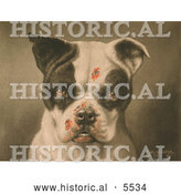 Historical Illustration of a Tough Dog with Bloody Scratches by Al