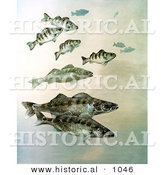 Historical Illustration of a Walleye, Yellow Perch and Pike Fish Swimming by Al