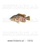 Historical Illustration of a Warmouth Fish (Lepomis Gulosus) by Al