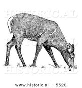 Historical Illustration of a White-tailed Deer Grazing - Black and White Version by Al