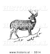 Historical Illustration of a White-tailed Deer Looking Back While Standing Still on a Hill - Black and White Version by Al