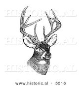 Historical Illustration of a White-tailed Deer (Odocoileus Virginianus) with Antlers Standing and Staring - Black and White Version by Al