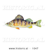 Historical Illustration of a Yellow Perch Fish (Perca Flavescens) by Al