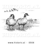 Historical Illustration of Aleutian Canada Geese (Branta Canadensis Leucognaphalus) - Black and White Version by Al