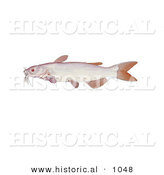 Historical Illustration of an Albino Channel Catfish (Ictalurus Punctatus) by Al
