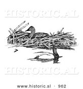 Historical Illustration of Canvasback Ducks - Black and White Version by Al