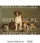 Historical Illustration of Dogs; St Bernard, Hound, Mastiff, Bulldog, Jack Russell Terrier, a King Charles Spaniel and Two Other Little Dogs at the New England Kennel Club's Dog Show by Al