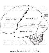 Historical Illustration of the Hemispheres of the Human Brain - Outlined Version by Al
