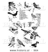 Historical Illustration of Thrushes, Cardinals, Swallows, Warblers, Tanagers, and Woodpeckers - Black and White Version by Al