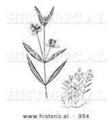 Historical Illustration of Water Willow Plants Flowering - Black and White Grayscale Version by Al