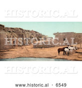 Historical Photo of Brown and White Horses near a Pool of Water at Acoma Pueblo, New Mexico by Al