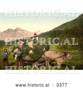 Historical Photochrom of a Cow Pulling a Cart of Hay in Switzerland by Al